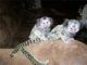 Capuchins Monkey Animals for sale in Baton Rouge, LA, USA. price: NA