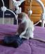 Capuchins Monkey Animals for sale in Corpus Christi, TX, USA. price: NA