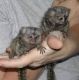 Capuchins Monkey Animals for sale in Baton Rouge, LA, USA. price: NA
