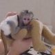 Capuchins Monkey Animals for sale in Coral Springs, FL, USA. price: $350