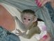 Capuchins Monkey Animals for sale in Huntsville, AL, USA. price: NA