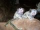 Capuchins Monkey Animals for sale in Rockford, IL, USA. price: NA