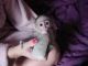 Capuchins Monkey Animals for sale in Philadelphia, PA, USA. price: NA