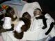 Capuchins Monkey Animals for sale in New Johnsonville, TN, USA. price: NA