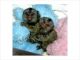 Capuchins Monkey Animals for sale in Mashantucket Pequot Reservation, Ledyard, CT, USA. price: NA