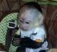 Capuchins Monkey Animals for sale in 6522 Westheimer Rd, Houston, TX 77057, USA. price: NA
