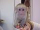 Capuchins Monkey Animals for sale in Sterling Heights, MI, USA. price: $200