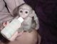 Capuchins Monkey Animals for sale in Alabama Ave SE, Washington, DC, USA. price: NA