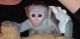 Capuchins Monkey Animals for sale in Bridgeport, CT 06601, USA. price: $200