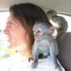 Capuchins Monkey Animals for sale in Citronelle, AL 36522, USA. price: NA