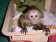 Capuchins Monkey Animals for sale in Houston, TX 77001, USA. price: NA