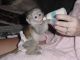 Capuchins Monkey Animals for sale in San Francisco, San Antonio, TX 78201, USA. price: NA