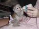 Capuchins Monkey Animals for sale in Buffalo State, Buffalo, NY, USA. price: NA