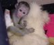 Capuchins Monkey Animals for sale in Eureka, CA, USA. price: NA