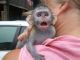 Capuchins Monkey Animals for sale in Lusitana St, Honolulu, HI 96813, USA. price: NA