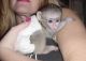 Capuchins Monkey Animals for sale in Mt Prospect, IL, USA. price: NA