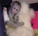Capuchins Monkey Animals for sale in Walnut, CA, USA. price: NA