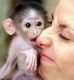Capuchins Monkey Animals for sale in Sacramento, CA 94203, USA. price: $300