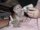 Capuchins Monkey Animals for sale in Oklahoma City, OK 73101, USA. price: NA