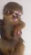 Capuchins Monkey Animals for sale in NJ-38, Cherry Hill, NJ 08002, USA. price: NA