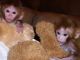 Capuchins Monkey Animals for sale in Miami Gardens, FL, USA. price: NA