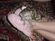Capuchins Monkey Animals for sale in Albuquerque, NM 87101, USA. price: NA