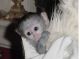 Capuchins Monkey Animals for sale in Jacksonville Beach, FL, USA. price: NA