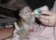 Capuchins Monkey Animals for sale in Virden, IL 62690, USA. price: NA
