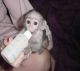 Capuchins Monkey Animals for sale in Newark, DE, USA. price: NA
