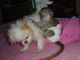 Capuchins Monkey Animals for sale in Bennington, KS 67422, USA. price: NA