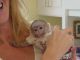Capuchins Monkey Animals for sale in AZ-179, Sedona, AZ, USA. price: NA