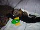 Capuchins Monkey Animals for sale in Adell, WI 53001, USA. price: NA