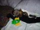 Capuchins Monkey Animals for sale in Silver Spring, MD, USA. price: NA