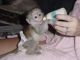 Capuchins Monkey Animals for sale in Silver Spring, MD, USA. price: NA