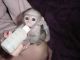 Capuchins Monkey Animals for sale in Portland, OR 97201, USA. price: NA