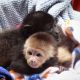 Capuchins Monkey Animals for sale in Texas City, TX, USA. price: $600