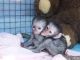 Capuchins Monkey Animals for sale in El Paso, TX 79902, USA. price: NA