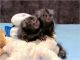Capuchins Monkey Animals for sale in Ohio City, Cleveland, OH, USA. price: $450