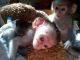 Capuchins Monkey Animals for sale in AZ-89A, Cottonwood, AZ 86326, USA. price: NA