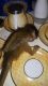 Capuchins Monkey Animals for sale in WA-99, Everett, WA, USA. price: NA