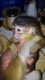 Capuchins Monkey Animals for sale in Alabama St, Bellingham, WA, USA. price: NA