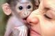 Capuchins Monkey Animals for sale in Clarksville, TN, USA. price: NA