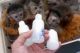 Capuchins Monkey Animals for sale in Oklahoma City, OK, USA. price: $900