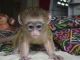 Capuchins Monkey Animals for sale in Merritt Blvd, Baltimore, MD, USA. price: NA