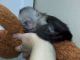 Capuchins Monkey Animals for sale in Shaker Heights, OH, USA. price: NA