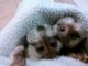 Capuchins Monkey Animals for sale in Oklahoma City, OK, USA. price: $1,400