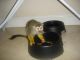 Capuchins Monkey Animals for sale in Indianapolis Blvd, Hammond, IN, USA. price: NA