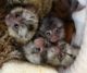 Capuchins Monkey Animals for sale in Washington, WV 26181, USA. price: $500