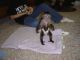 Capuchins Monkey Animals for sale in Albuquerque Convention Center, Albuquerque, NM 87102, USA. price: NA