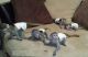 Capuchins Monkey Animals for sale in Albuquerque, NM, USA. price: NA